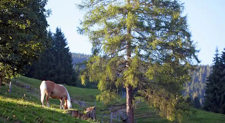 Apartment in Kleinarl