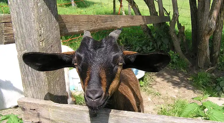 Apartment in Heuberg