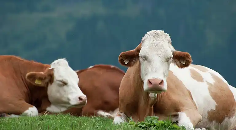 Holiday home in Fusch