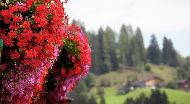 Apartment in Niedernsill