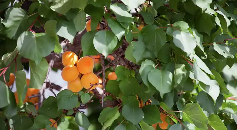 Apartment in Niedernsill