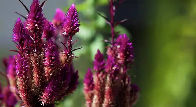 Cottage in Bramberg am Wildkogel