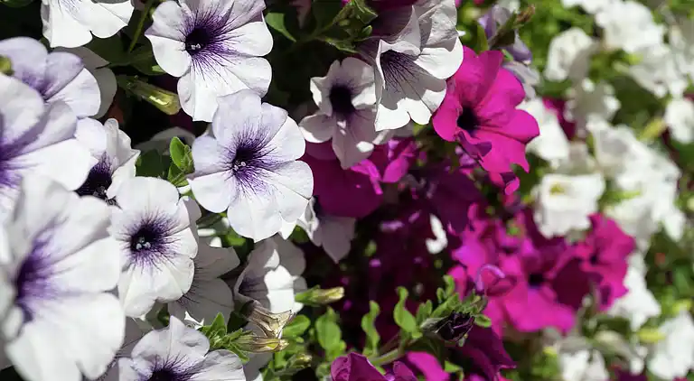 Cottage in Viehhofen