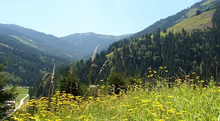 Cottage in Viehhofen