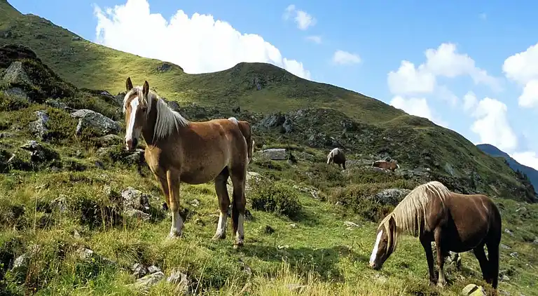 Maison de vacances au Saalbach-Hinterglemm