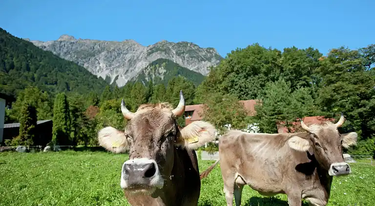 Apartment in Fulpmes