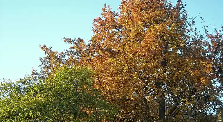 Herregård i Oberperfuss