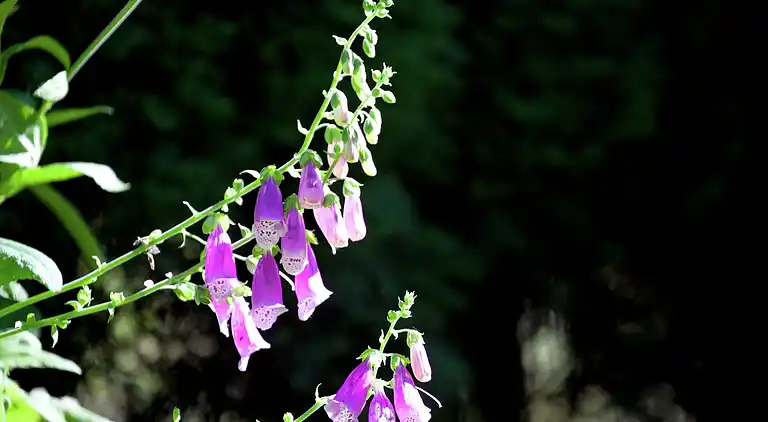 Ferielejlighed i Fügenberg