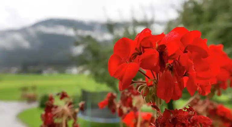 Apartment in Aschau im Zillertal