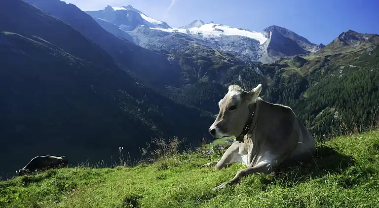 Cottage in Aschau im Zillertal