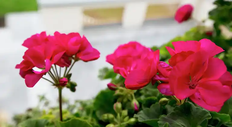 Apartment in Gerlosberg