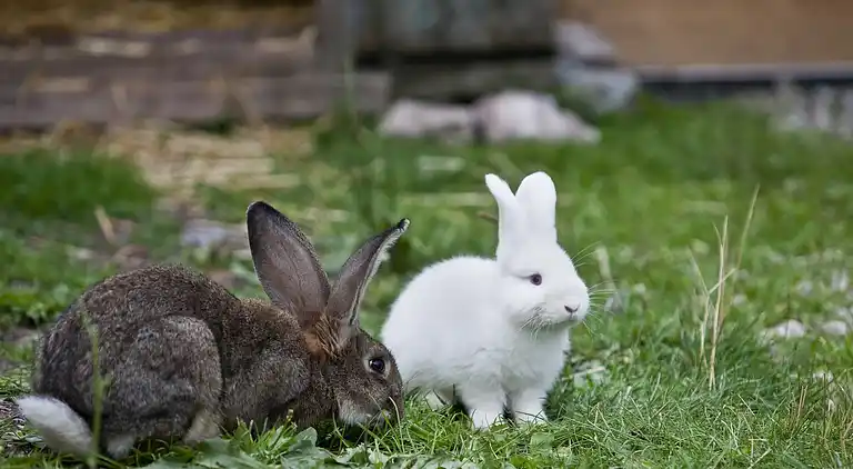 Manor house in Söll