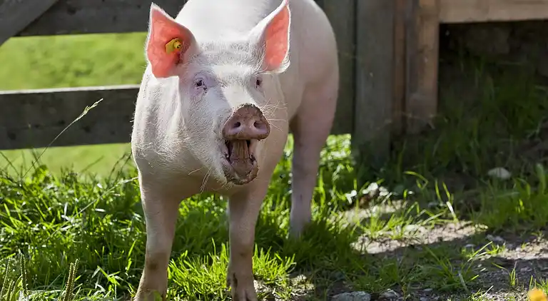 Manor house in Söll