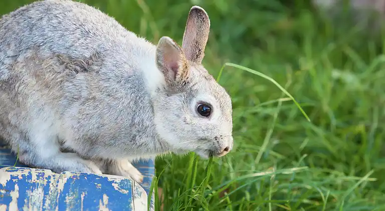 Ferielejlighed i Westendorf
