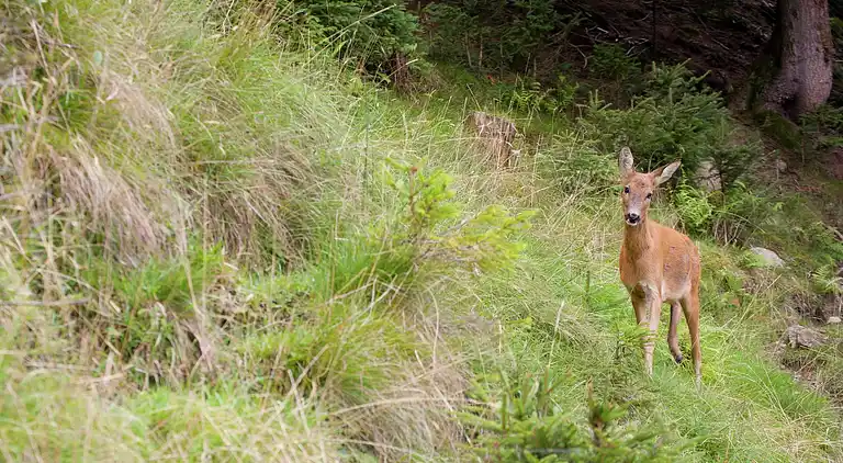 Apartment in Brixen im Thale