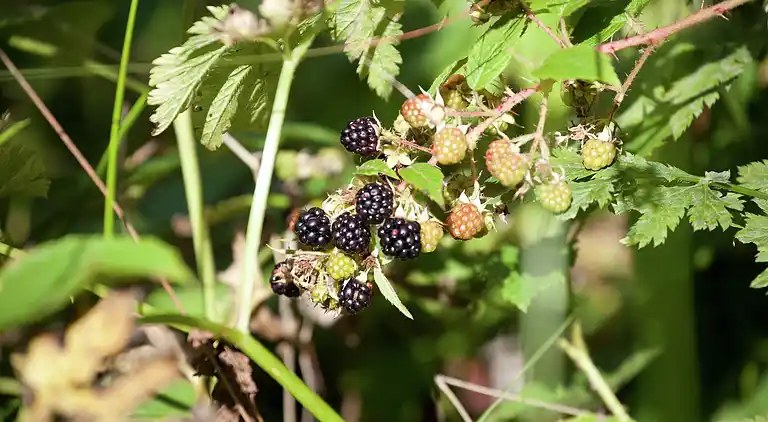 Apartment in Brixen im Thale