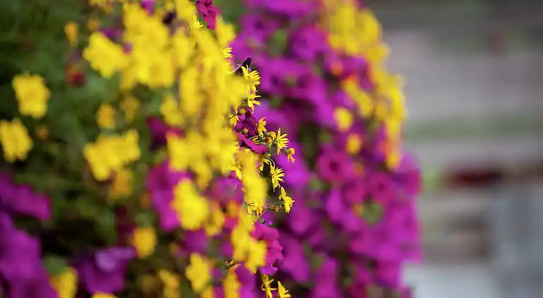 Apartment in Waidring