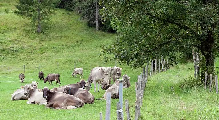 Apartment in Waidring