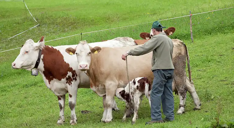 Hytte i Sankt Jakob in Haus