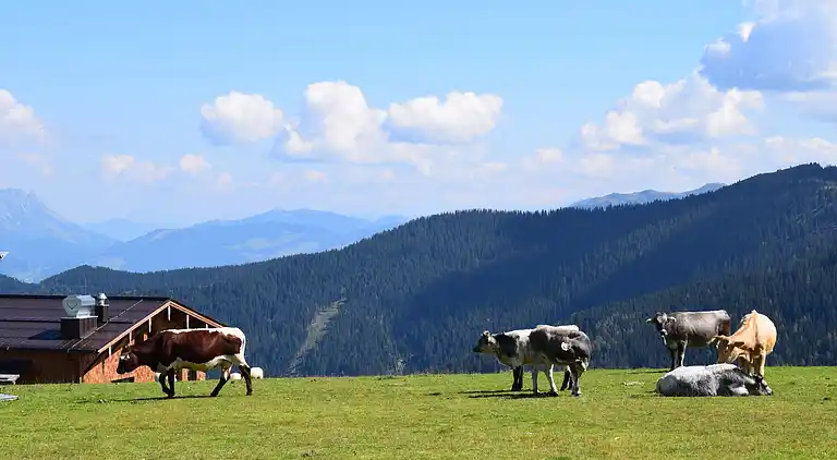 Feriebolig i Fieberbrunn