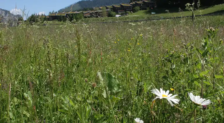 Cottage in Hohentauern