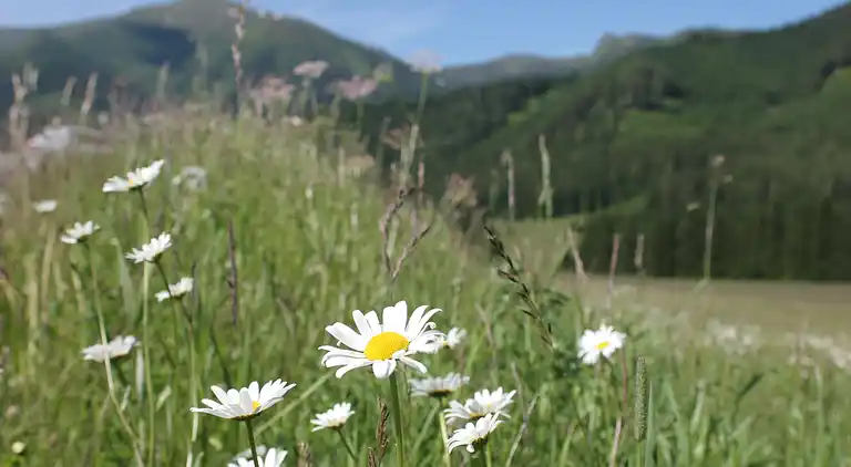 Cottage in Hohentauern