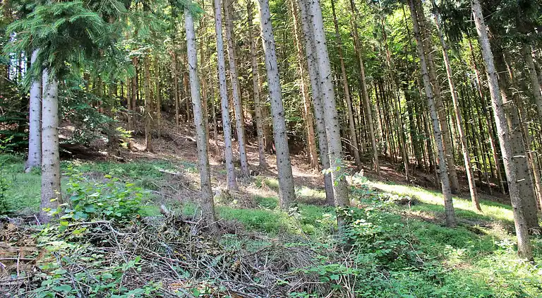 Ferienwohnung in Wurdach