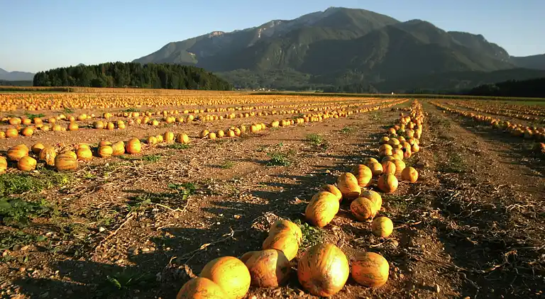 Sommerhus i Sankt Andrä