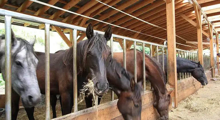 Sommerhus i Liebenfels