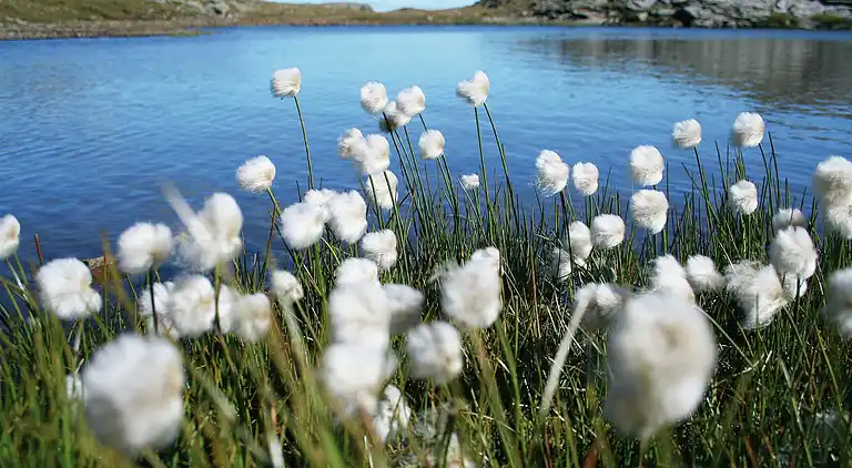 Apartment in Sonnleitn