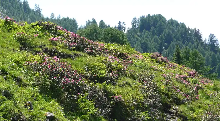 Ferielejlighed i Tröpolach