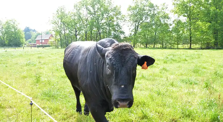 Semesterbostad i Geel