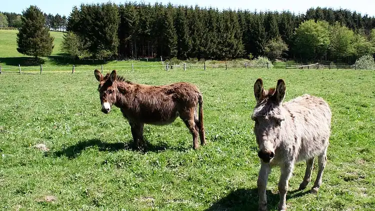 Cottage in Bévercé
