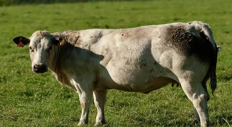 Cottage in Barvaux-sur-Ourthe