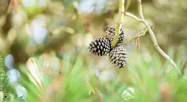 Villa i Oostduinkerke