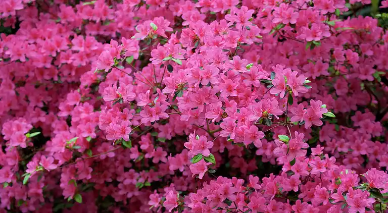 Cottage in Opglabbeek