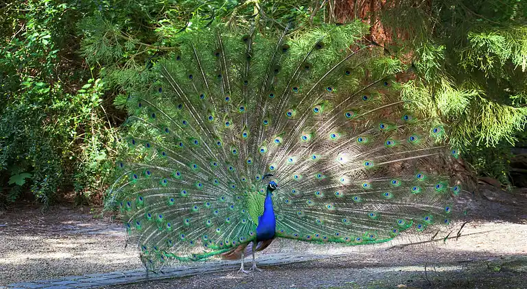 Cottage in Opglabbeek