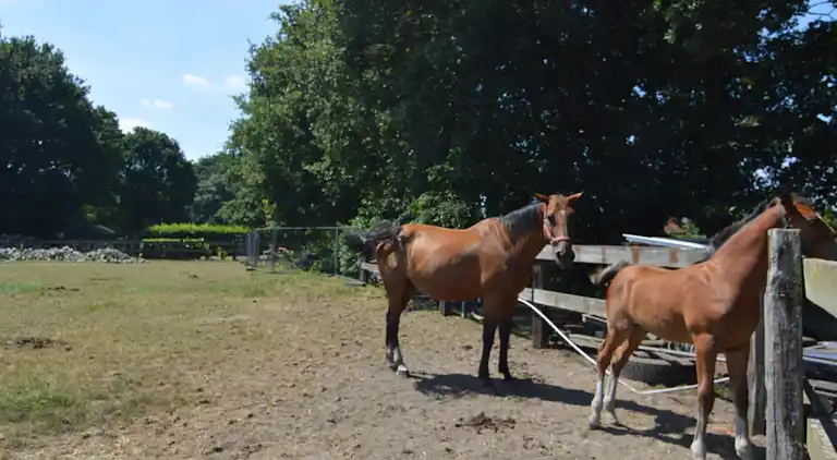 Holiday home in Peer