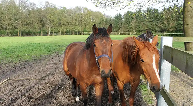 Holiday home in Peer