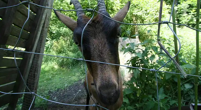 Cottage in Les Avins