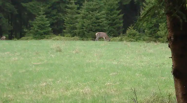 Sommerhus i Bütgenbach