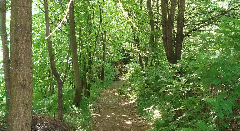 Sommerhus i Bütgenbach