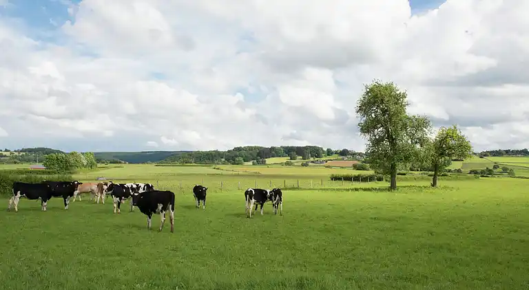 Holiday home in Theux