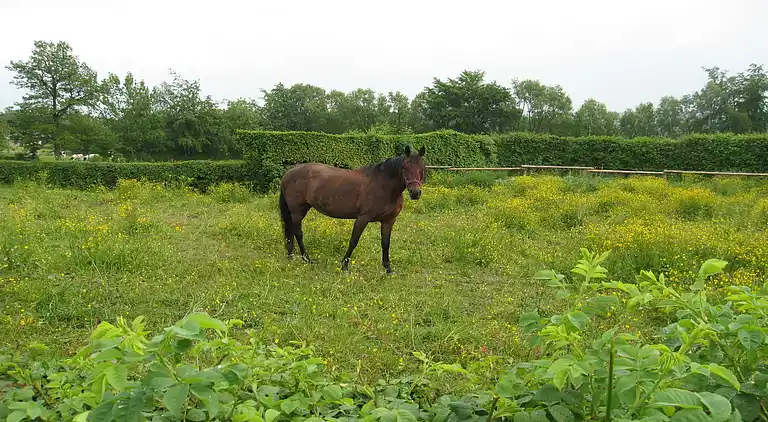 Sommerhus i Robertville