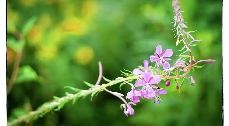 Holiday home in Robertville