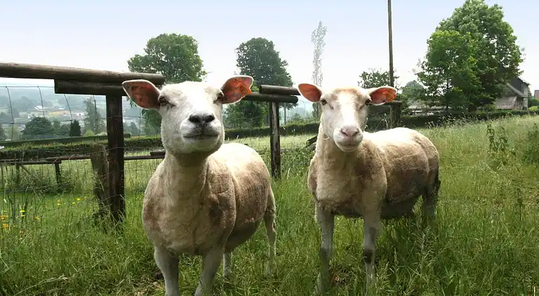 Ferielejlighed i Waimes