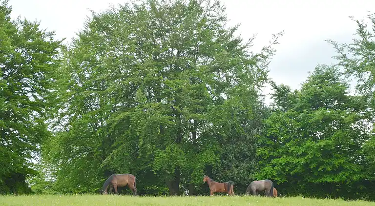 Maison de vacances dans les Waimes