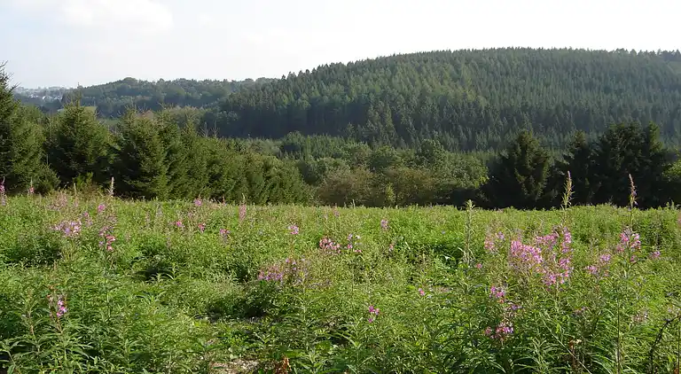 Sommerhus i Robertville