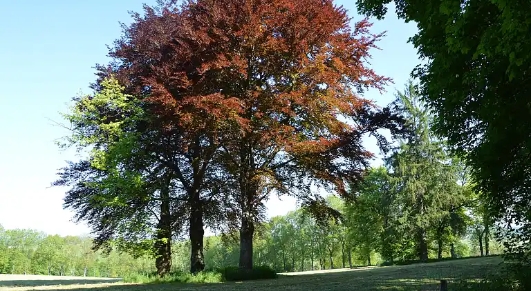 Hytte i Basse-Bodeux