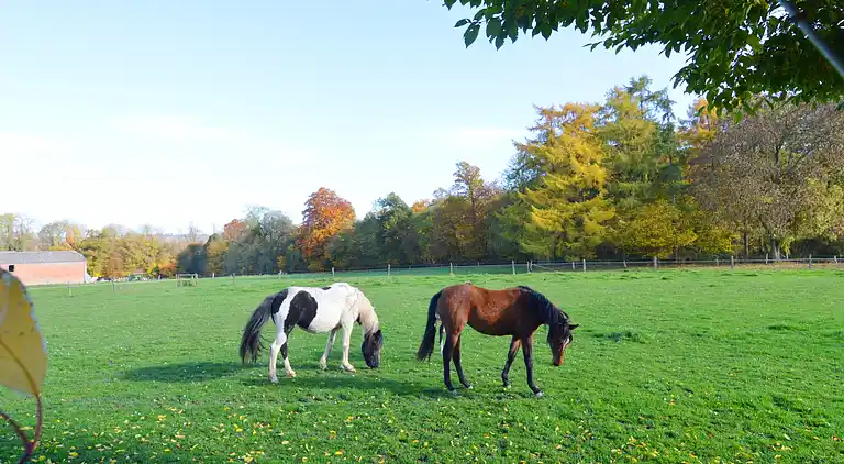 Holiday home in Houyet